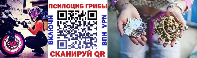 купить наркоту  Вяземский  Псилоцибиновые грибы GOLDEN TEACHER 